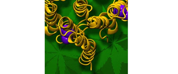 "A graphic representing glycine receptors and cannabis"
