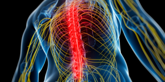 3d graphic of a human, with thoracic curve highlighted in red