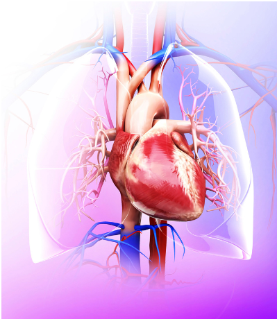 "A graphic depicting the heart, veins, and lungs"