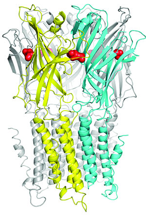 "A graphic 3D model depiction of an ion channel"