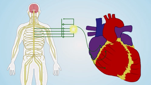 "A graphic depicting the heart and vein system of a human"