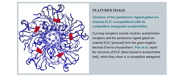 "Structure of the pentameric ligand-gated ion channel ELIC cocrystallized with its competitive antagonist acetylcholine"