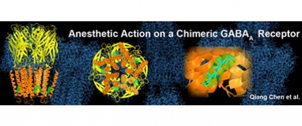 "A graphic depicting anesthetic action on a chimeric GABA(A) receptor"