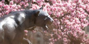 Pitt panther statues in front of a blooming tree
