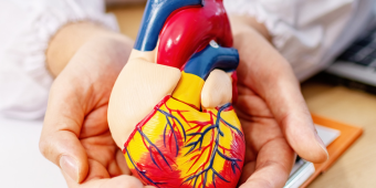 physician holding a heart model