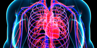 3d anatomical model of a human heart and cardiovascular system