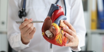 physician demonstrating an anotomical heart model