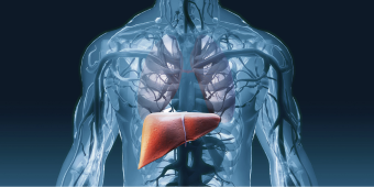 3d model of the human body with liver emphasized