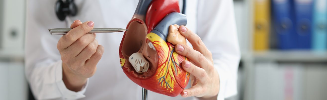 Cardiologist shows structure and anatomy of the human heart